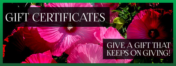 Gift Certificates at Lamoureux Greenhouses